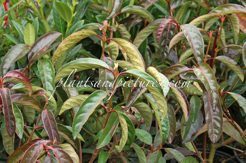 Viburnum ‘Le Bois Marquis’
