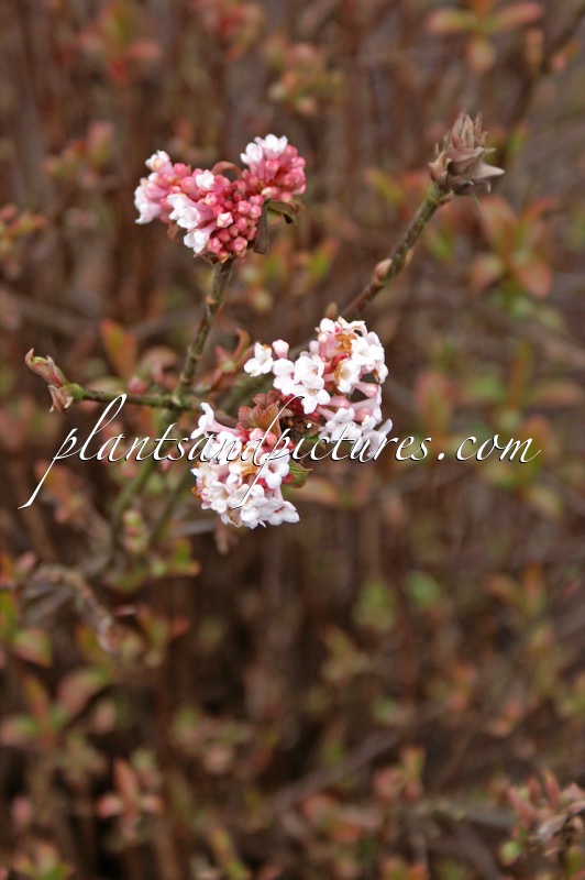 Viburnum farreri ‘Fioretta’