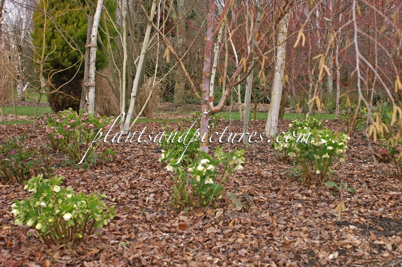 Betula (+Helleborus)