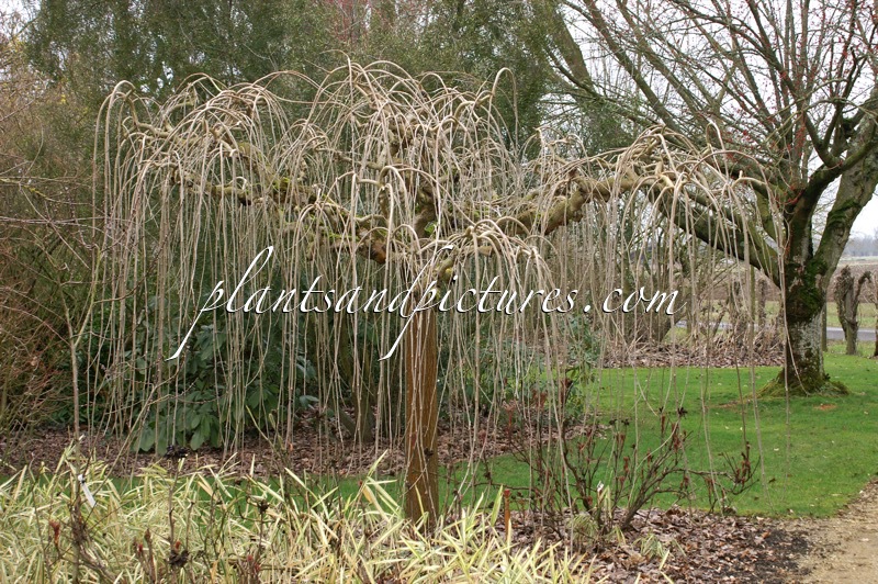 Morus alba ‘Pendula’
