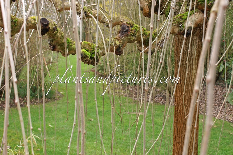 Morus alba ‘Pendula’