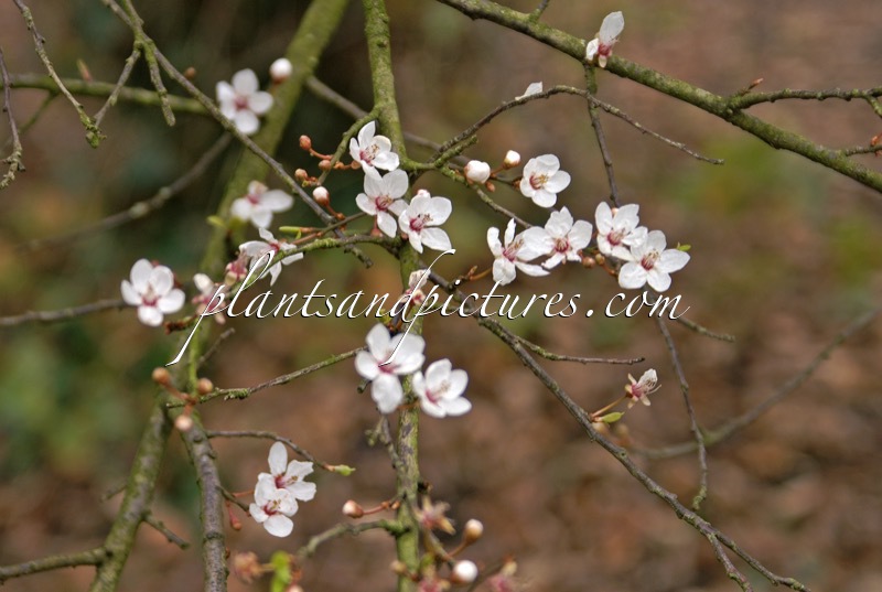 Prunus cerasifera ‘Hessei’
