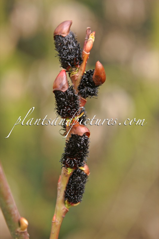 Salix gracilistyla ‘Melanostachys’
