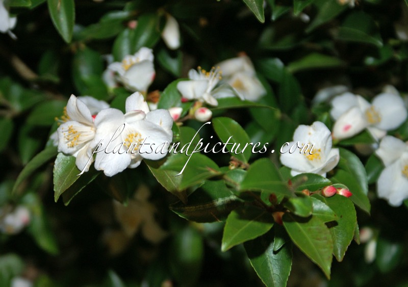 Camellia transnokoensis