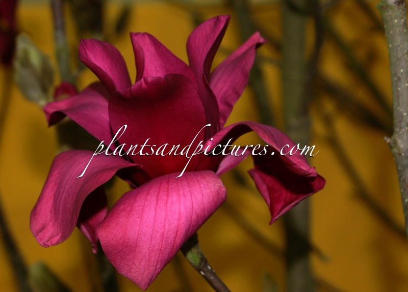 Magnolia ‘Vulcan’