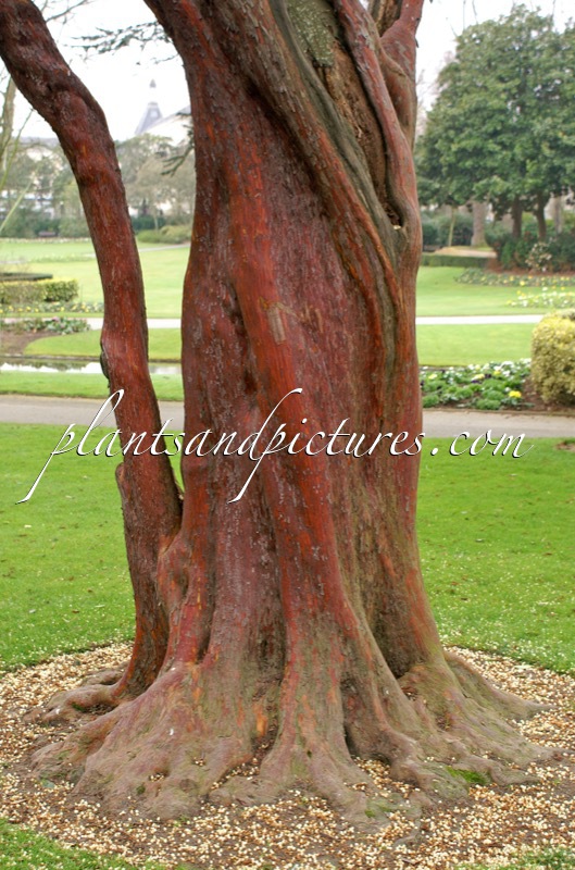 Arbutus andrachne