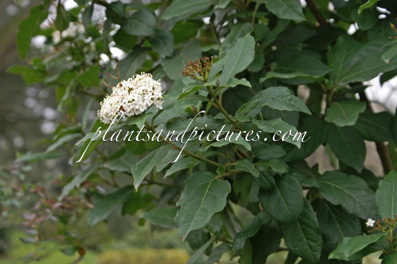 Viburnum tinus ‘Macrophyllum’
