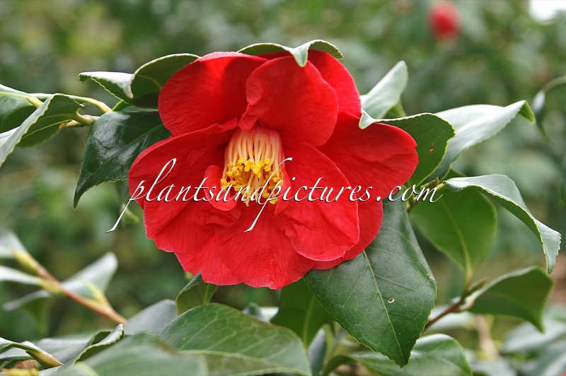 Camellia japonica ‘Jules Verne’
