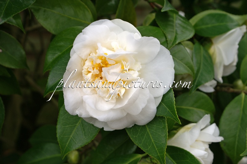 Camellia japonica ‘Madame Henri Comerais’
