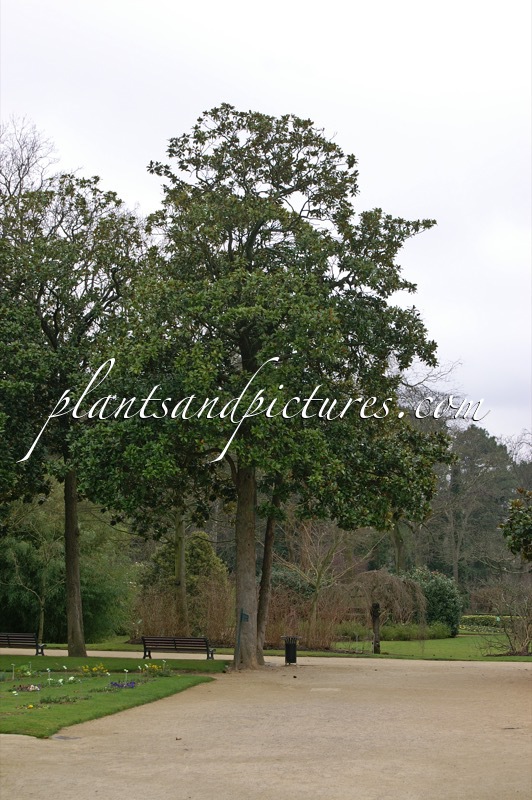 Magnolia grandiflora
