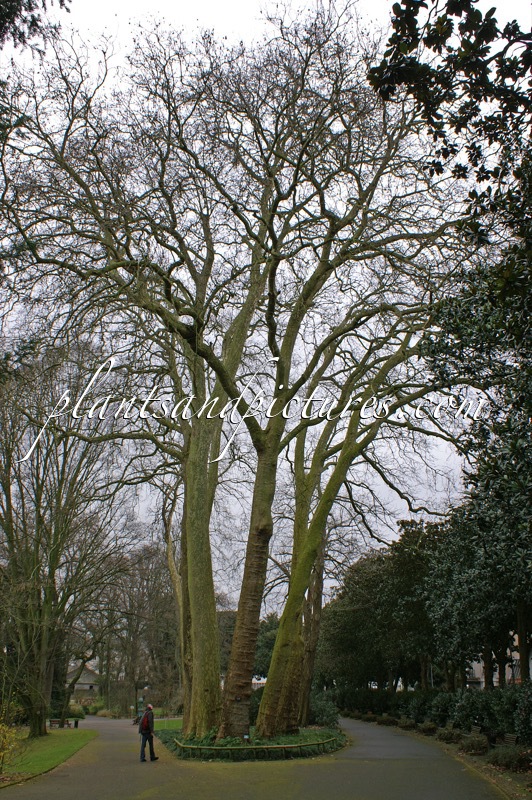 Platanus orientalis