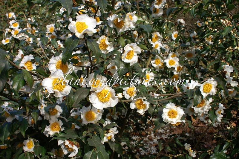 Camellia yunnanensis