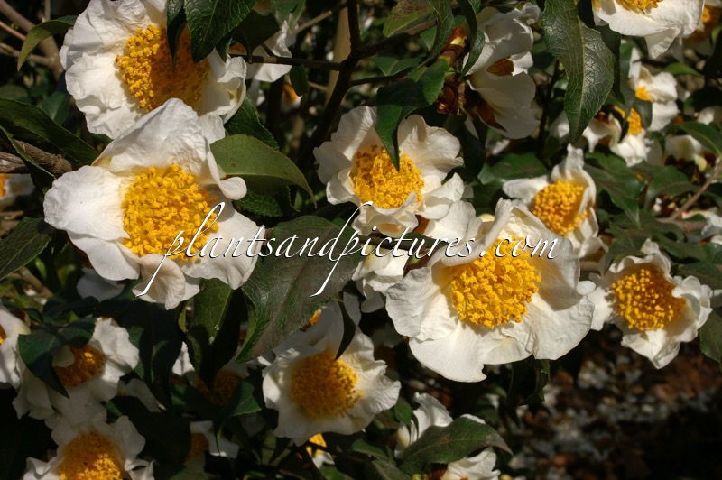 Camellia yunnanensis