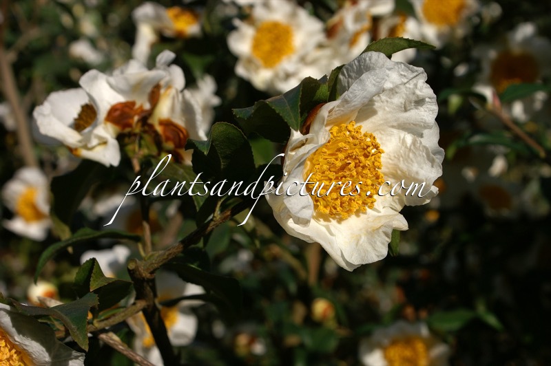 Camellia yunnanensis