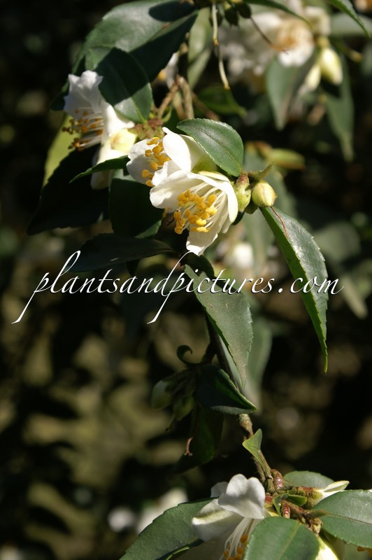 Camellia fraterna