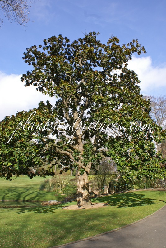 Magnolia grandiflora