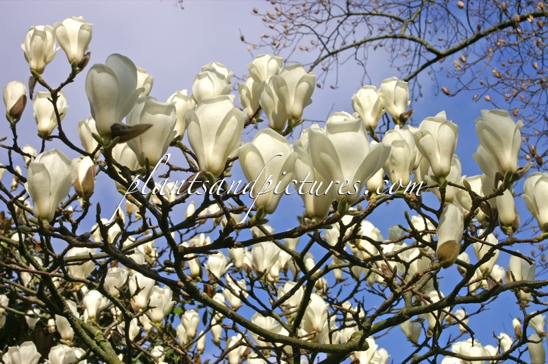 Magnolia denudata
