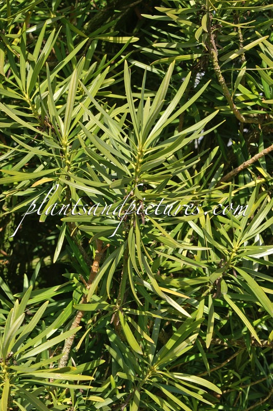 Podocarpus neriifolius