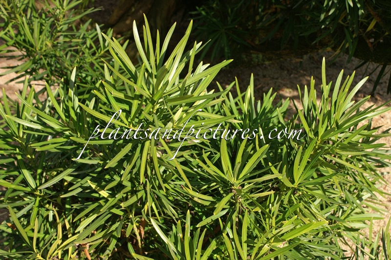 Podocarpus neriifolius