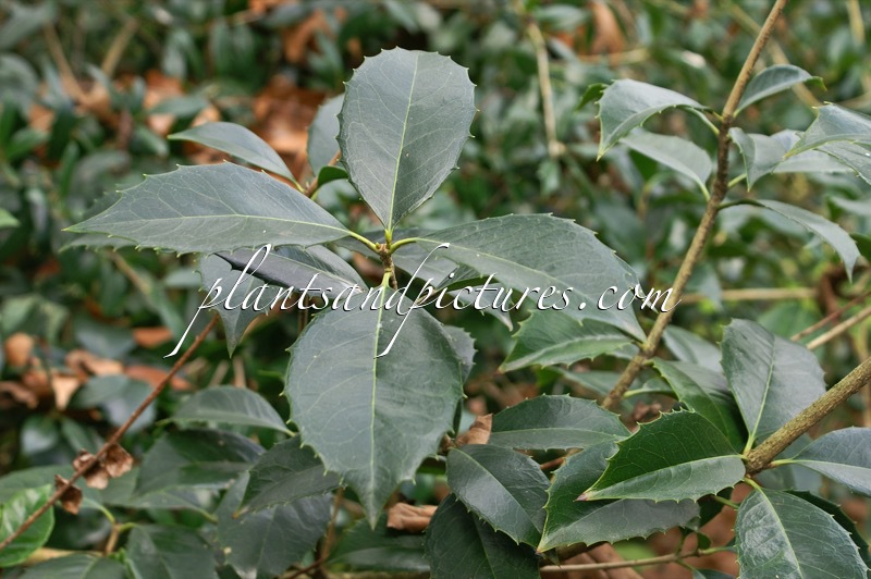 Osmanthus yunnanensis