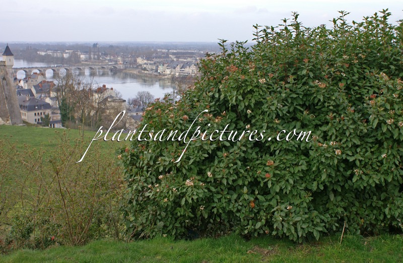 Viburnum tinus