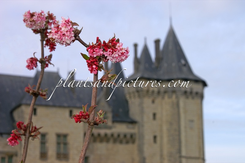 Viburnum bodnantense ‘Dawn’