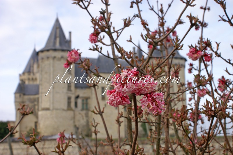 Viburnum bodnantense ‘Dawn’