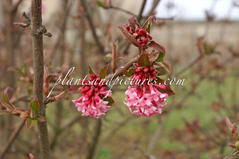 Viburnum bodnantense ‘Dawn’