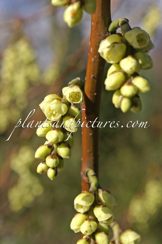 Stachyurus praecox var. leucotrichus