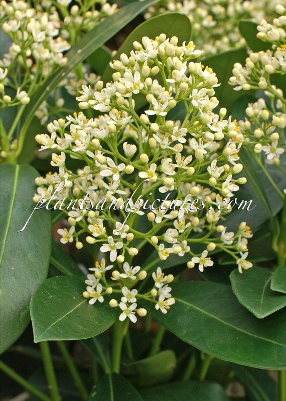Skimmia japonica ‘Finchy’