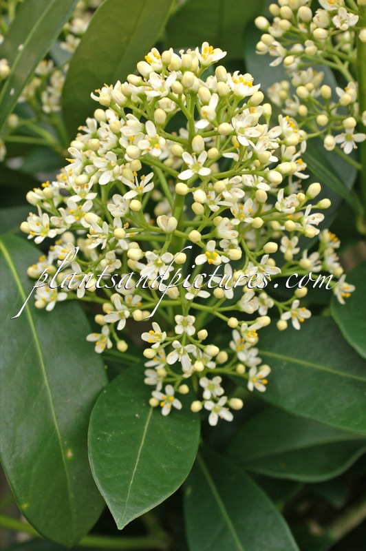 Skimmia japonica ‘Finchy’