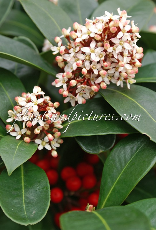 Skimmia japonica ‘Obsbolwi’ (OBSESSION)