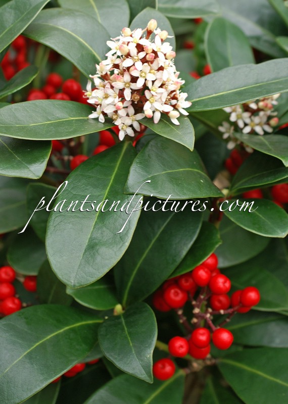 Skimmia japonica ‘Obsbolwi’ (OBSESSION)