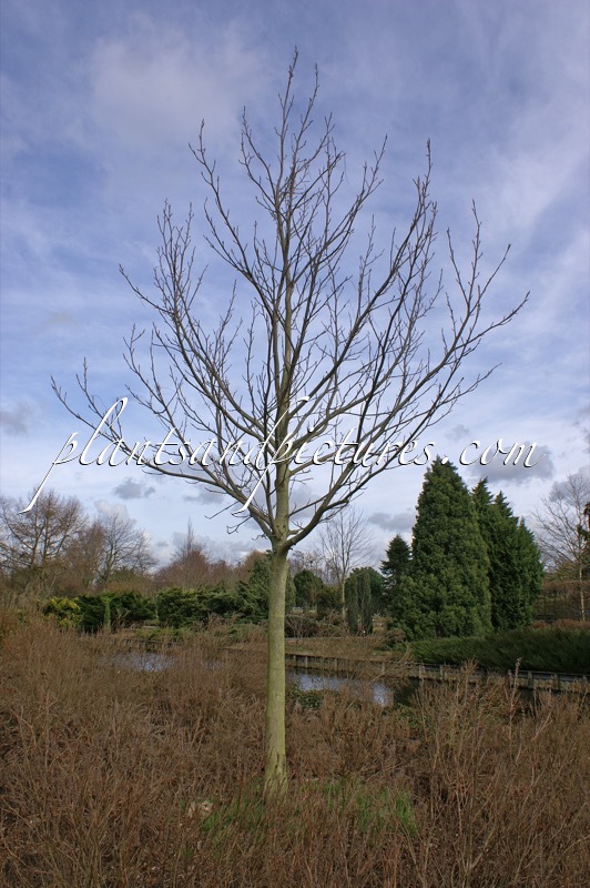 Pterocarya rhoifolia ‘Bokravention’ (KYOTO CONVENTION)