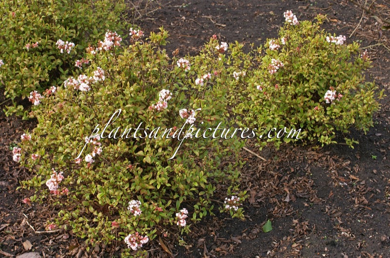 Viburnum farreri ‘Fioretta’