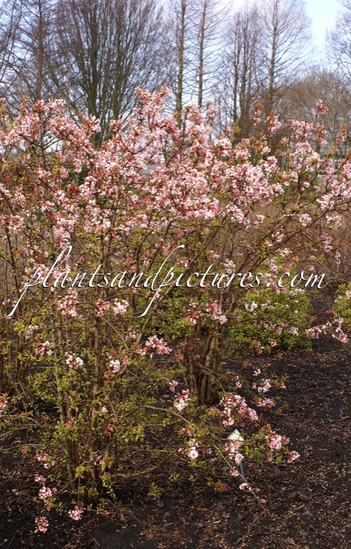 Viburnum farreri ‘Farrer’s Pink’