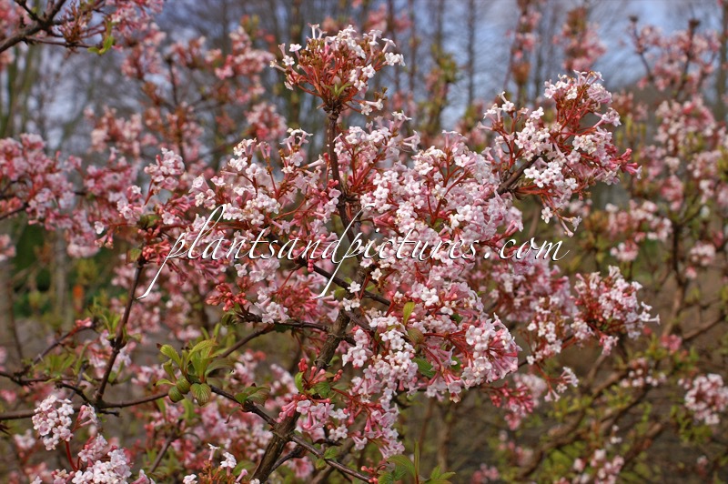 Viburnum farreri ‘Farrer’s Pink’