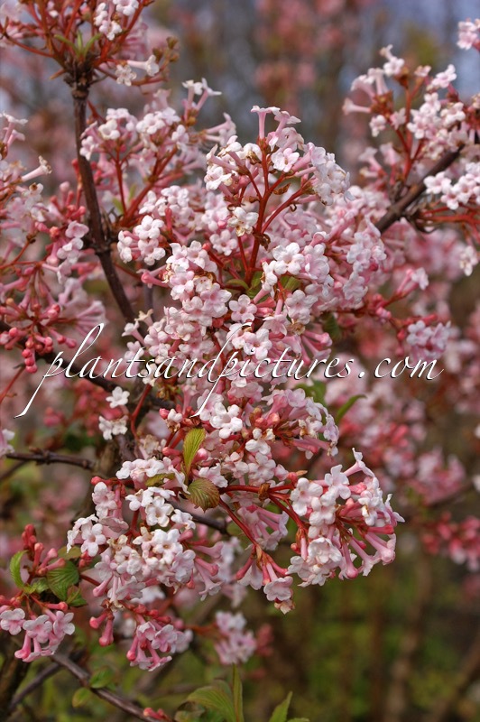 Viburnum farreri ‘Farrer’s Pink’