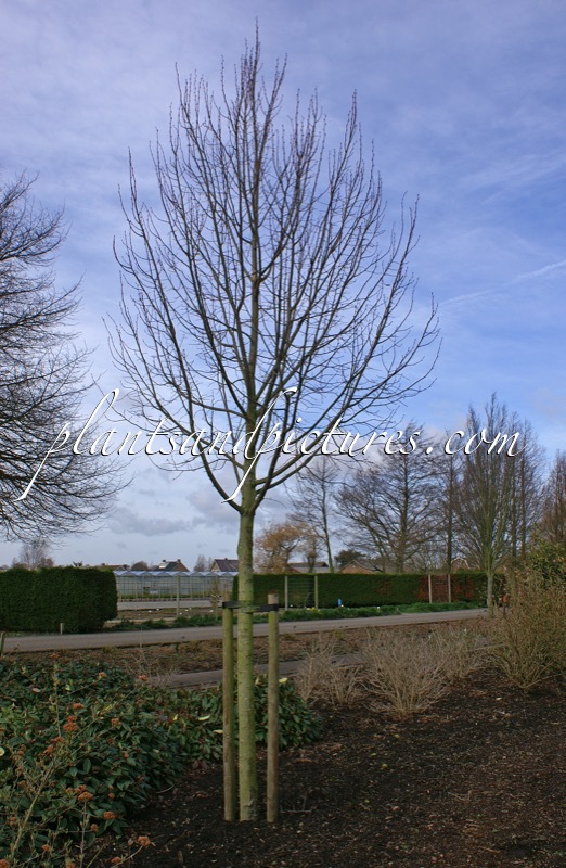 Tilia platyphyllos ‘Delft’
