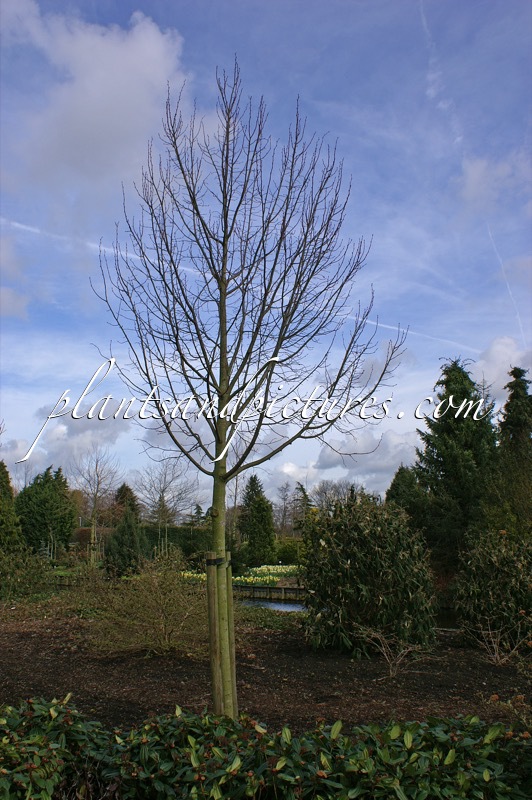 Tilia platyphyllos ‘Delft’