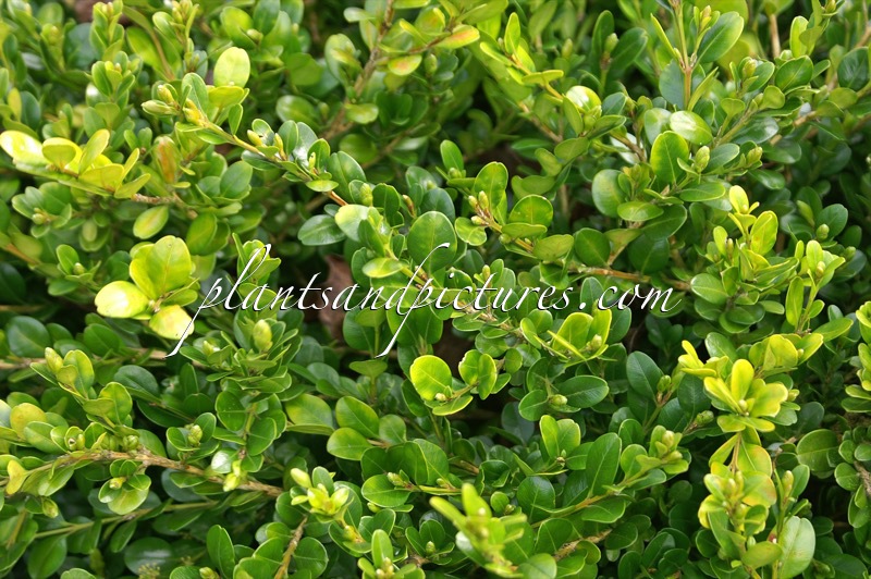 Buxus microphylla ‘Asiatic Winter’