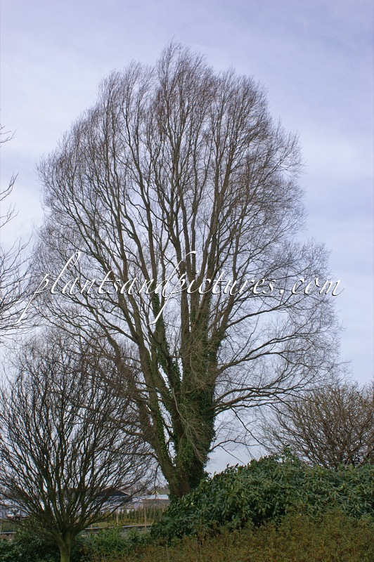Salix alba ‘Chermesina’