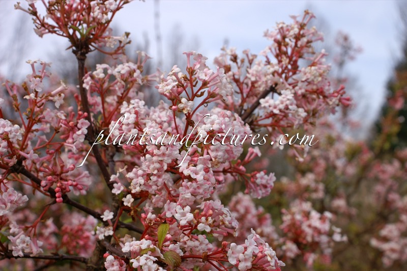 Viburnum farreri ‘Farrer’s Pink’
