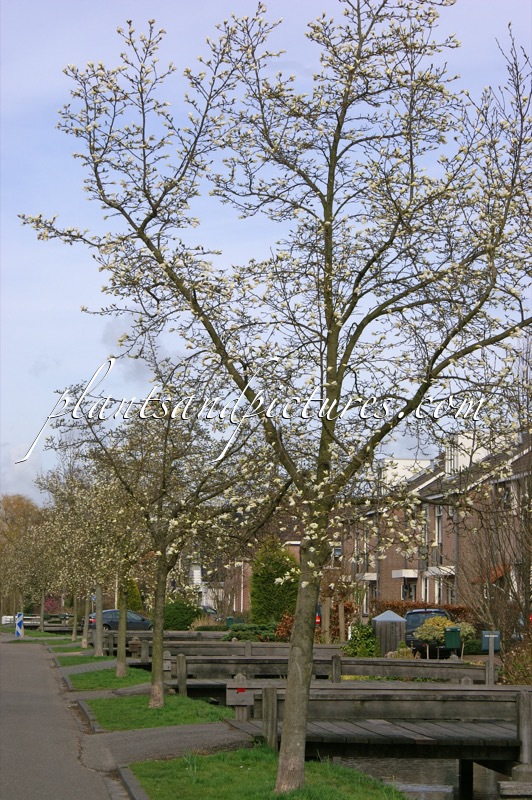 Magnolia kobus