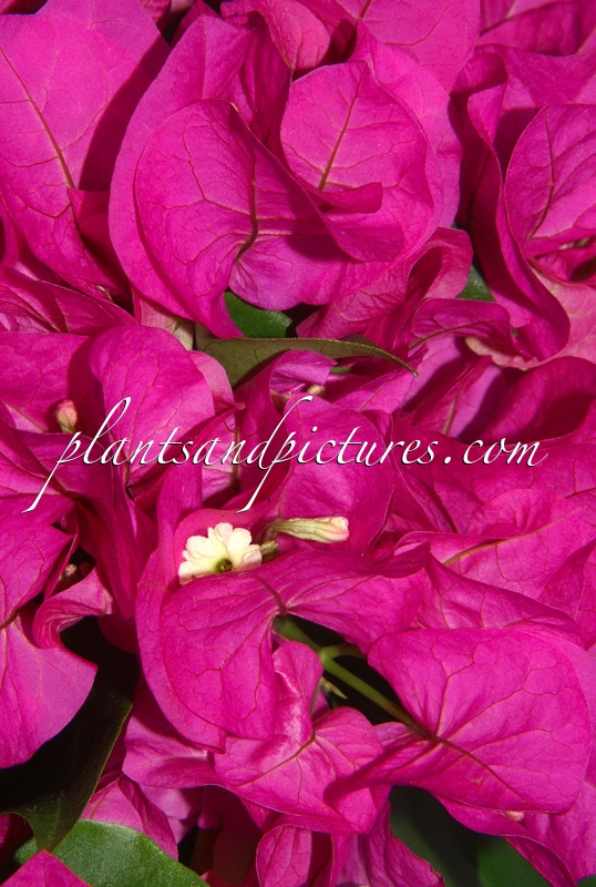 Bougainvillea ‘Rijnbo710’
