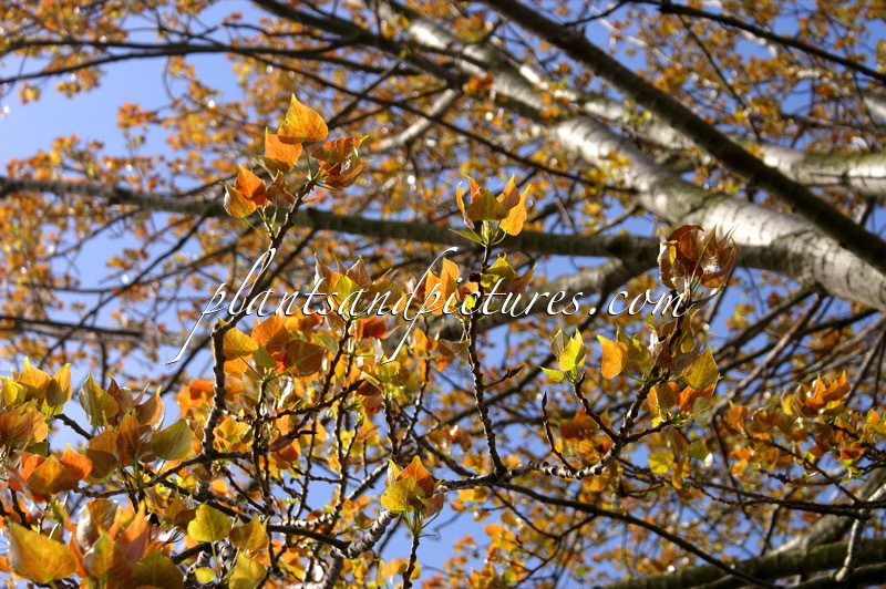 Populus canadensis ‘Robusta’
