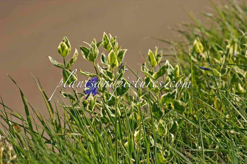 Vinca major ‘Variegata’