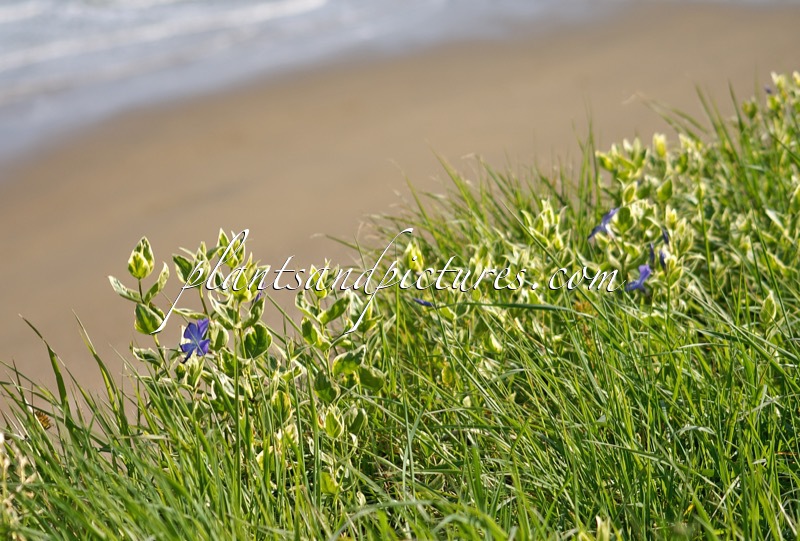 Vinca major ‘Variegata’