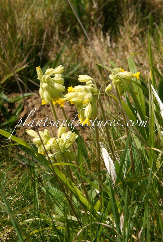 Primula veris