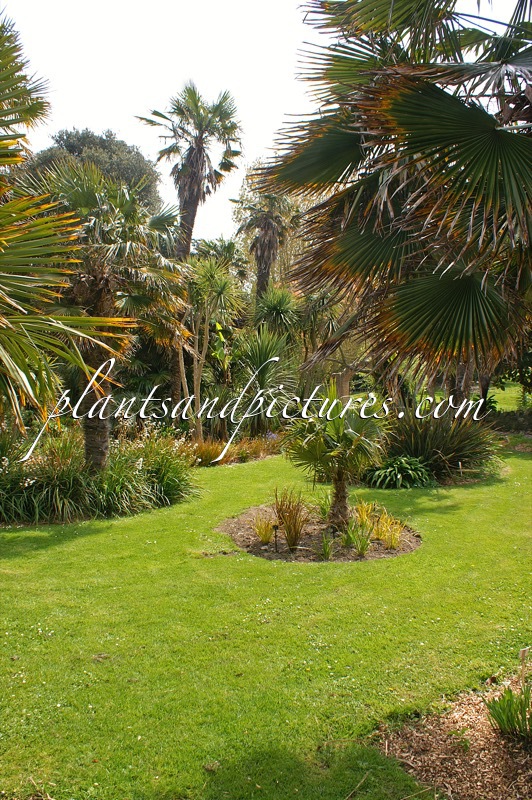 Trachycarpus fortunei